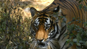 Deforestation, habitat encroachment and poaching have devastated tiger populations across Asia
