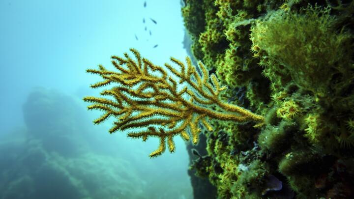Underwater photo of coral taken in the protected area of France's Porquerolles National Park on June 6, 2025.