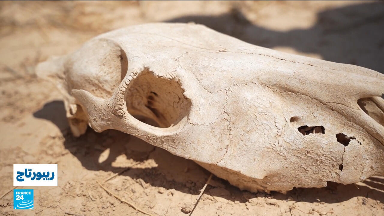 عودة المها العربي… من الشومري إلى براري الأردن، رمزية وطنية وطبيعية