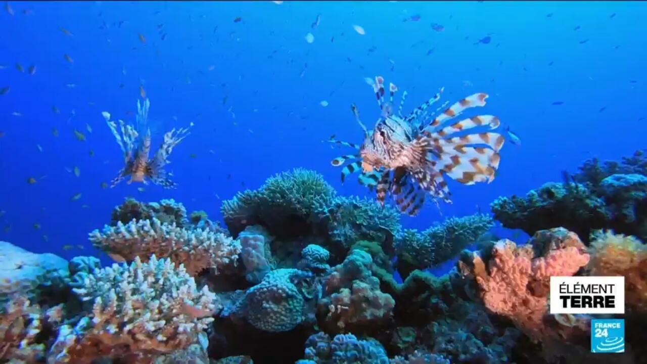 Unstoppable predator: Lionfish take hold in Greek waters