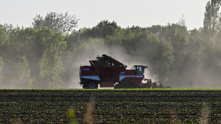 A tractor harvests suger beet on September 20, 2019 in Vendin les Béthune, North of France.