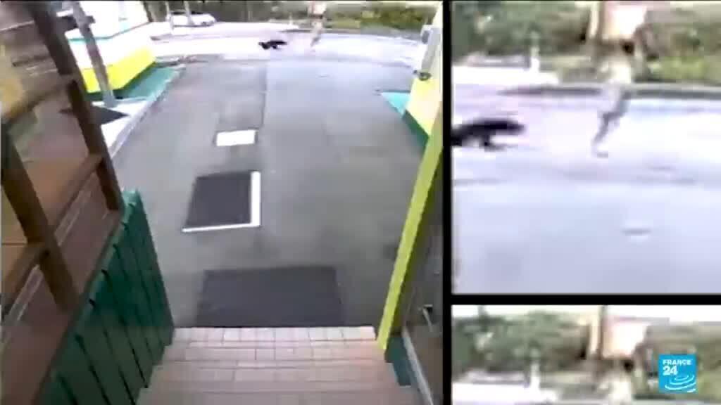 Attaques d'ours au Japon : les policiers autorisés à tirer