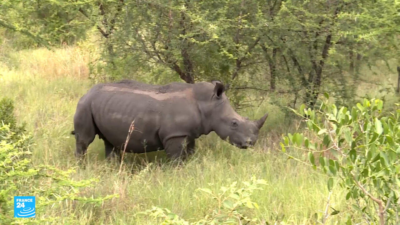 جنوب أفريقيا: "حراس وحيد القرن".. معركة على خط النار لحماية آخر عمالقة البرية