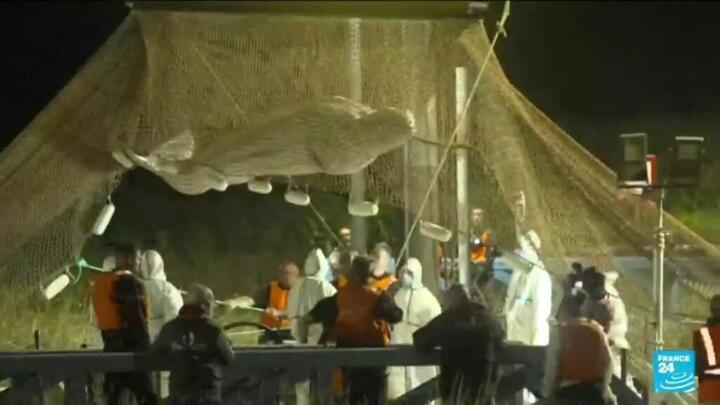 Stranded beluga whale removed from France's Seine river