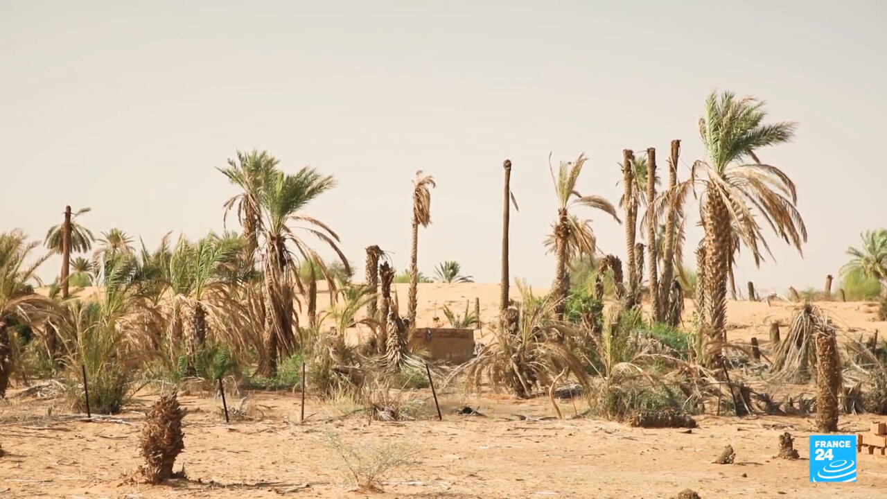 En Mauritanie, les oasis menacées par le réchauffement climatique