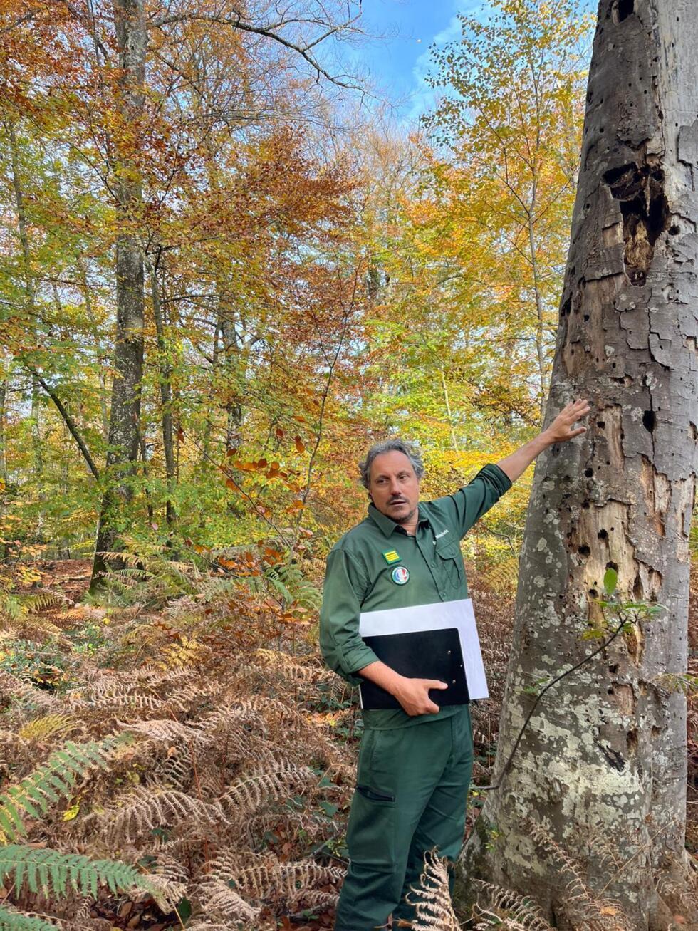 Alexandre Butin, deputy head of the ONF's regional unit, points out a diseased beech tree in Fontainebleau on November 5, 2025.