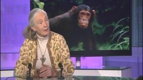 Half a century in the bush, Jane Goodall takes it to the silver screen...
