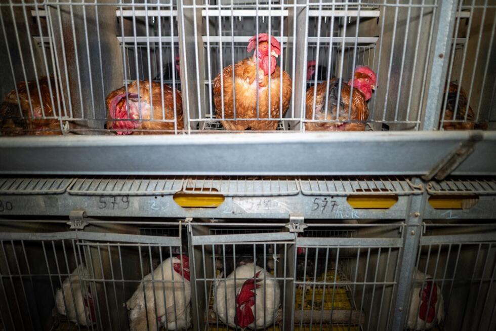 Des poules pondeuses restent dans des cages dans une ferme en France.