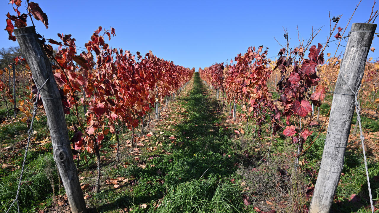 france24.com - Hungary winemakers fear disease may 'wipe out' industry