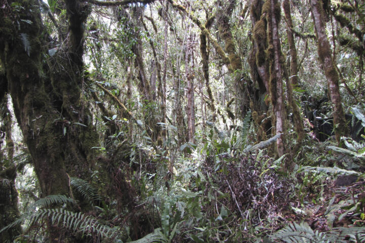 L'instant + : découverte d'un rongeur semi-aquatique inédit au Machu Picchu