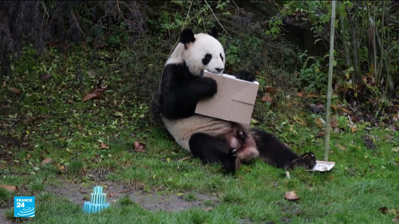 زوج من الباندا يغادر حديقة حيوانات بوفال الفرنسية ويعود إلى الصين