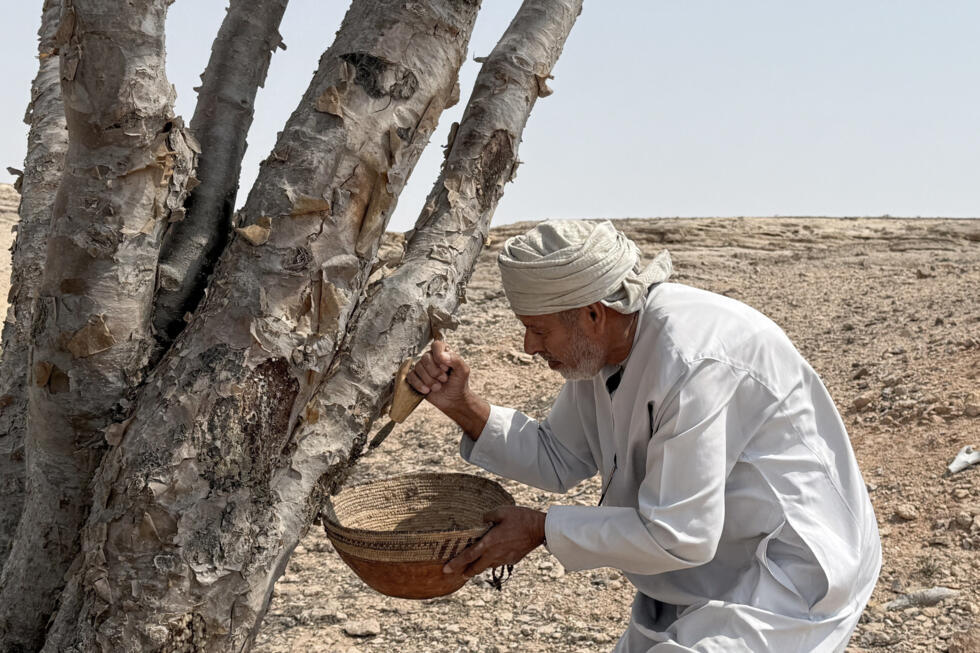 In oil-rich Oman, efforts to preserve frankincense 'white gold'
