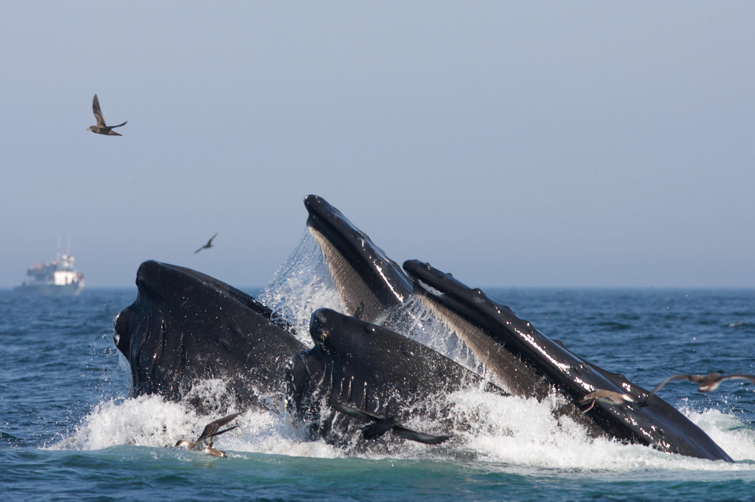 Baleen whale songs can traverse great distances through the water