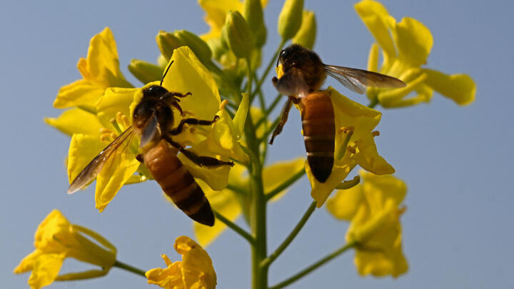 This photograph taken on January 30, 2025 shows honeybees collecting nectar from mustard flowers near a honeybee farm at Lak Mor village in Sargodha district of Punjab province.
