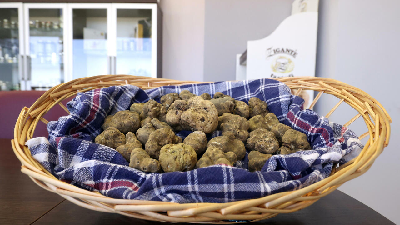 In Croatia, truffle lovers want to protect "white gold" Teller Report