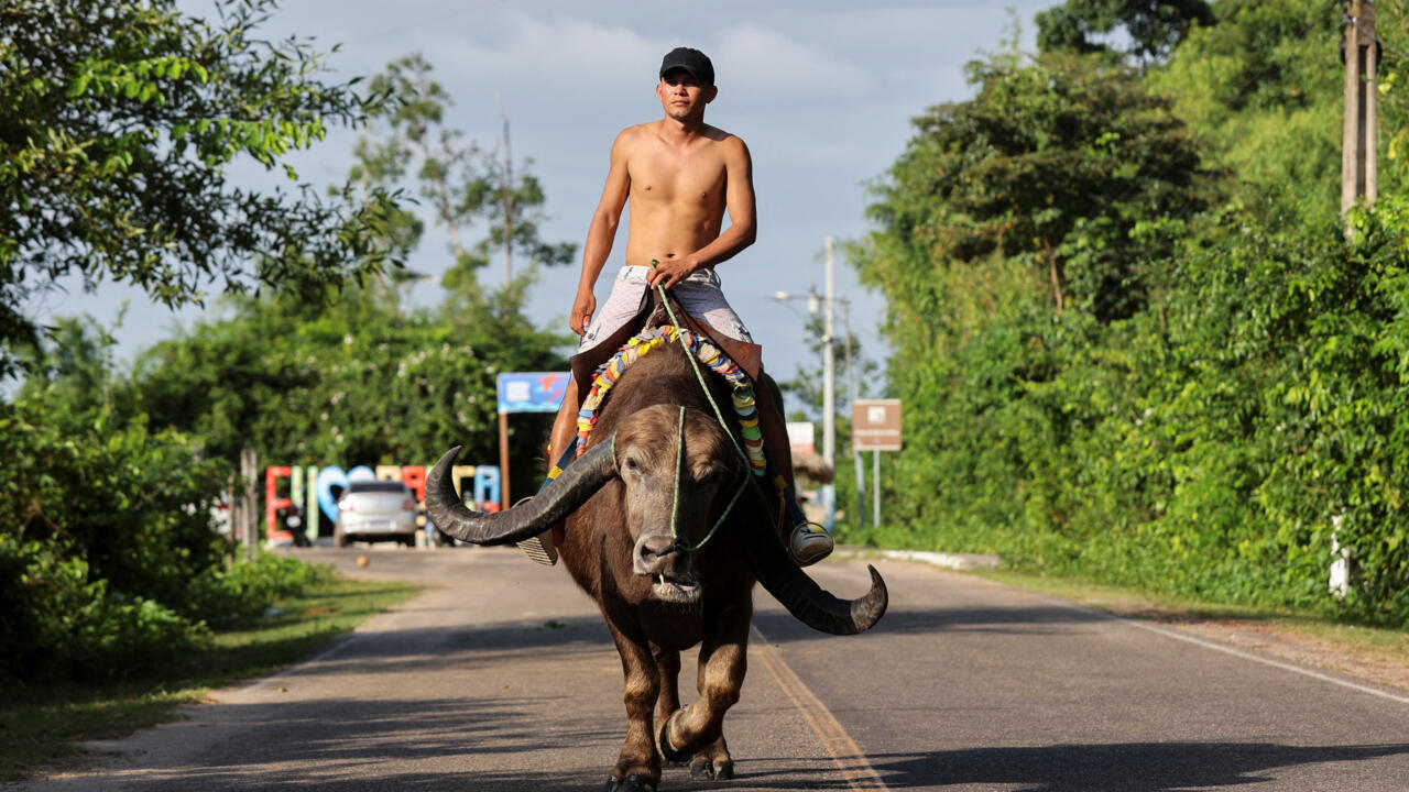 Buffalo patrol: The unusual transport on Brazil’s Marajo Island across from COP30