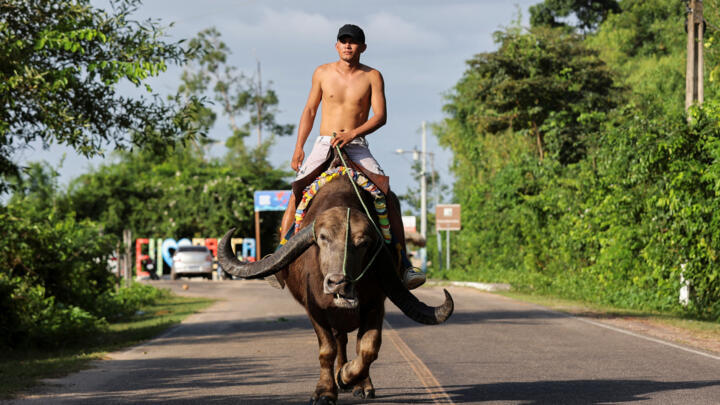 Buffalo patrol: The unusual transport on Brazil’s Marajo Island across from COP30