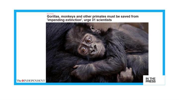 11th hour: Scientists say primates facing 'imminent extinction'