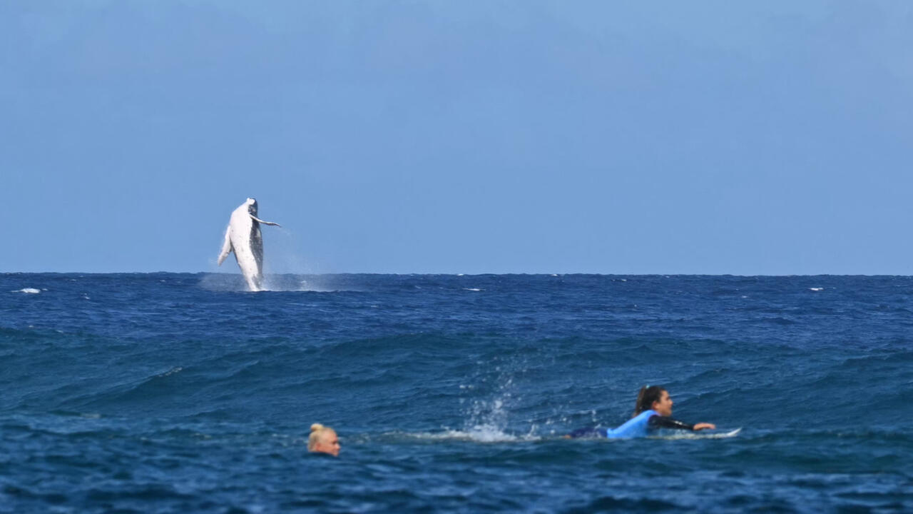 Whale breaches during Paris Olympics surfing competition in Tahiti