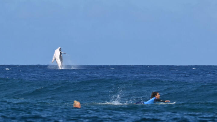 A whale breaches as Brazil's Tatiana Weston-Webb and Costa Rica's Brisa Hennessy (R) compete in the women's surfing semi-finals during the Paris 2024 Olympic Games in Tahiti.
