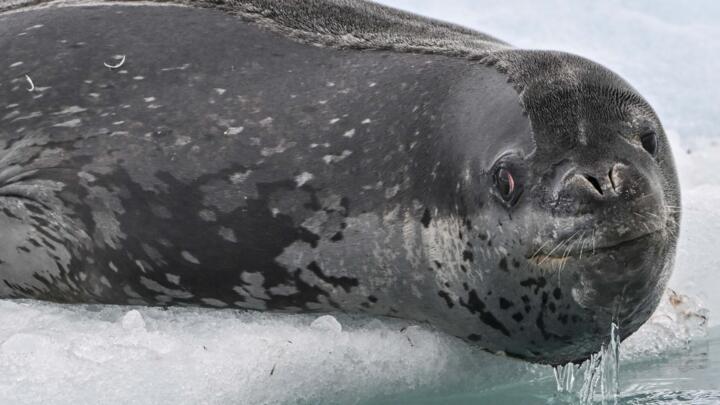 Hello, is it me you're looking for?
Male leopard seals sing to woo mates, scientists believe