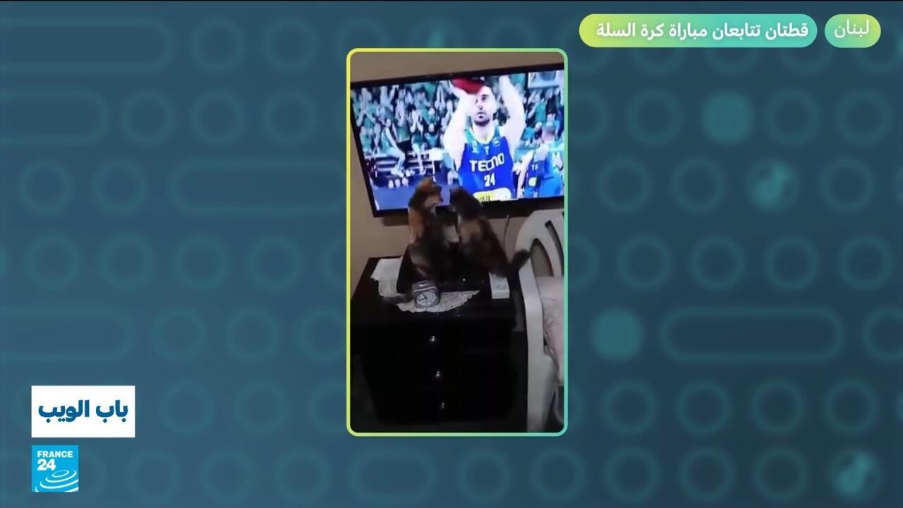 لبنان.. قطتان تتابعان مباراة كرة السلة!