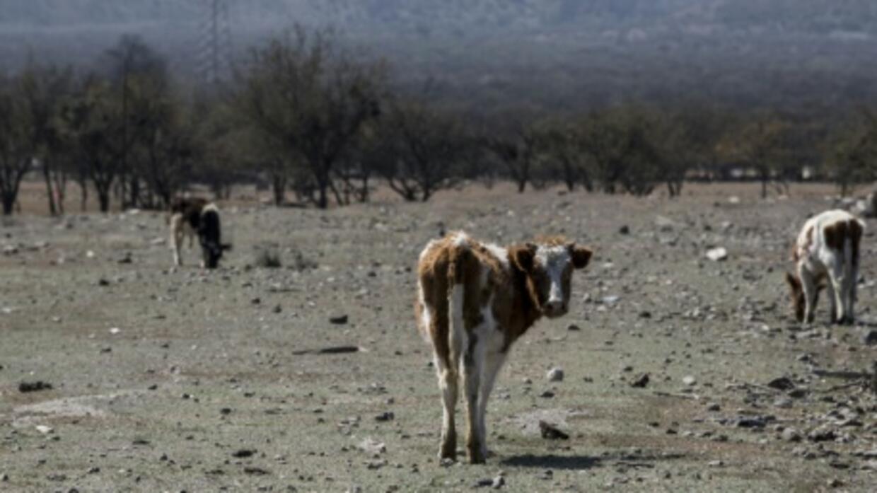 Chile's drought killing thousands of farm animals - FRANCE 24
