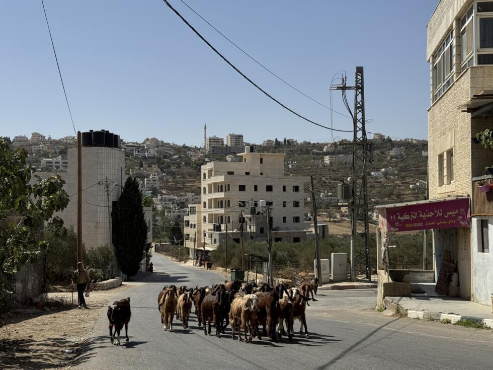A Sinjil shepherd does not dare to graze his goats outside of the village limits for fear he might be attacked by settlers in the West Bank.