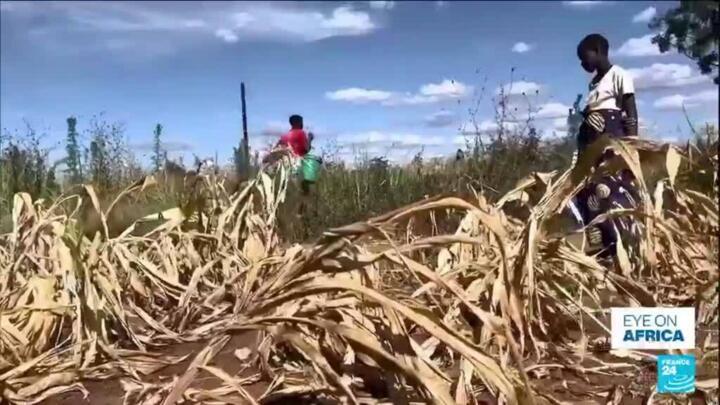 Worst drought in four decades brings food insecurity crisis to Zimbabwe