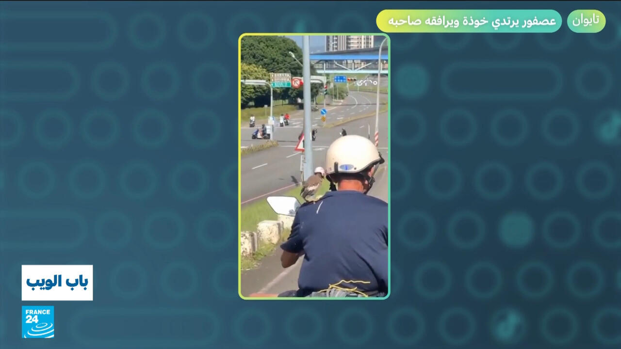 تايوان.. عصفور يرتدي خوذة ويرافقه صاحبه