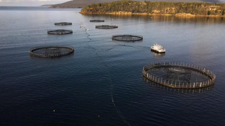 Farmed salmon -- like the ones grown in pens here in the Australian island state of Tasmania -- are easier to grow than some other fish species