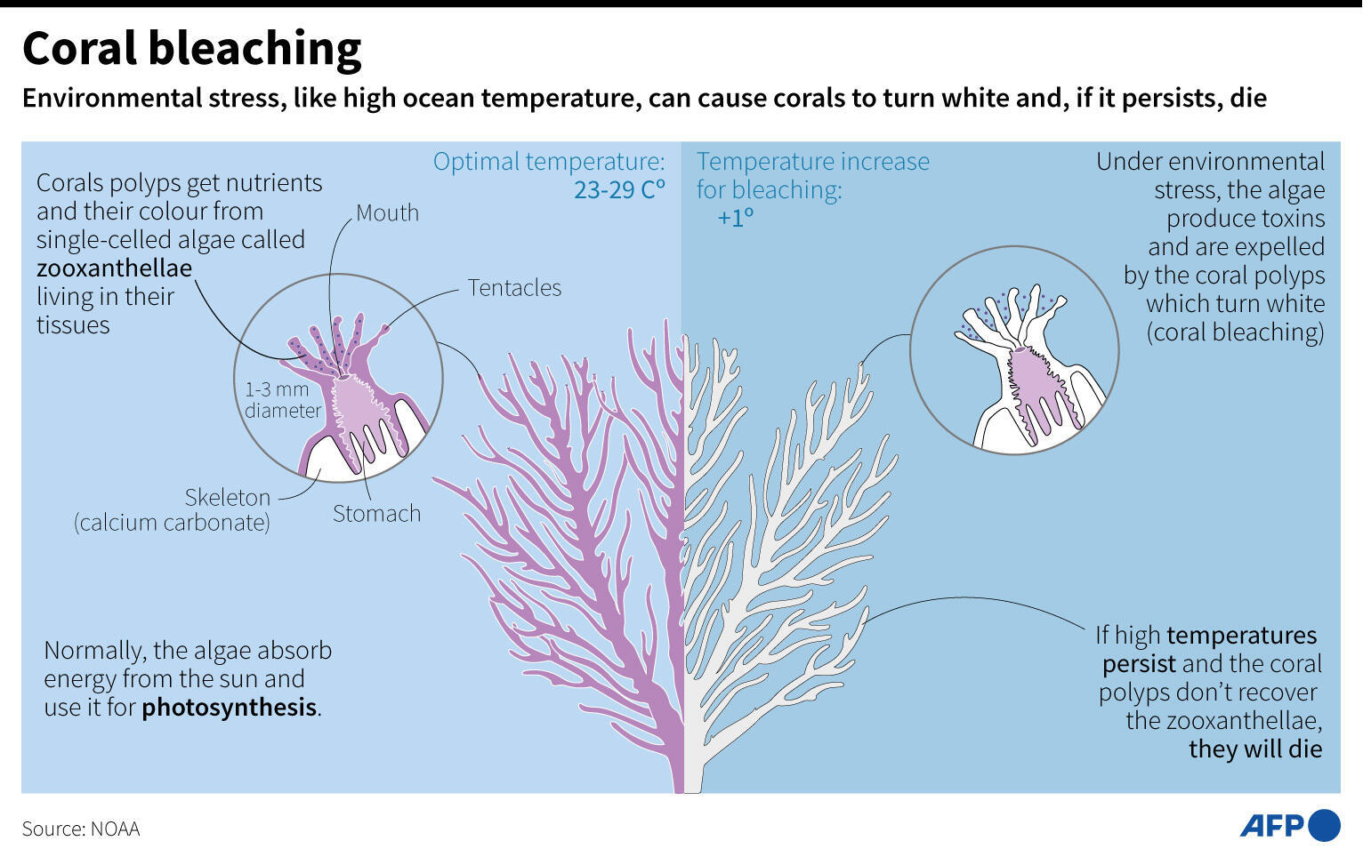 Coral bleaching