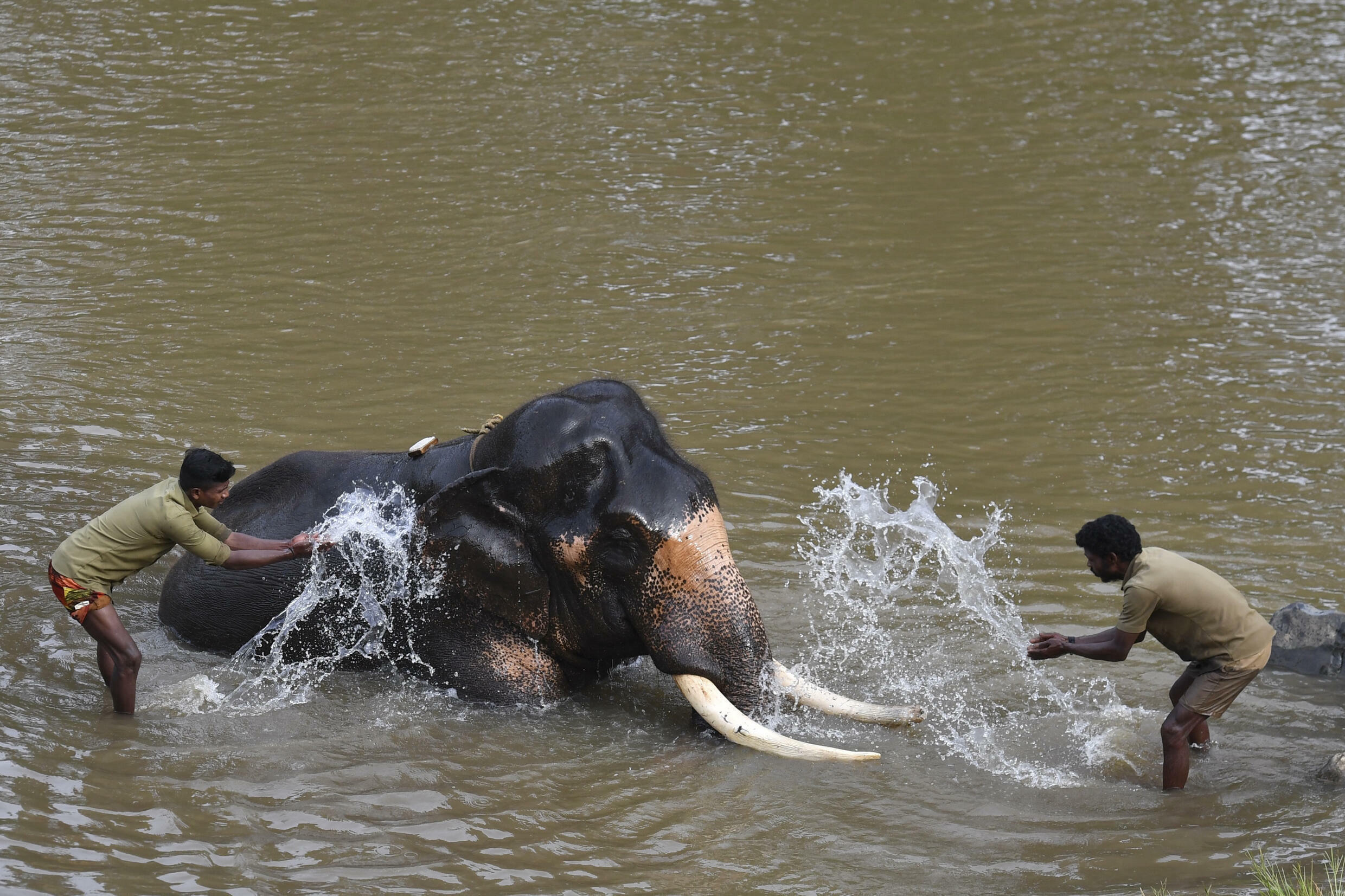 India's bornagain elephants repel fourlegged rampages