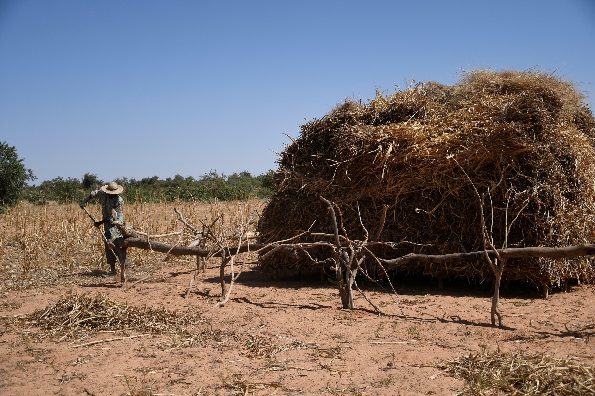 Great Green Wall brings life back to Niger desert