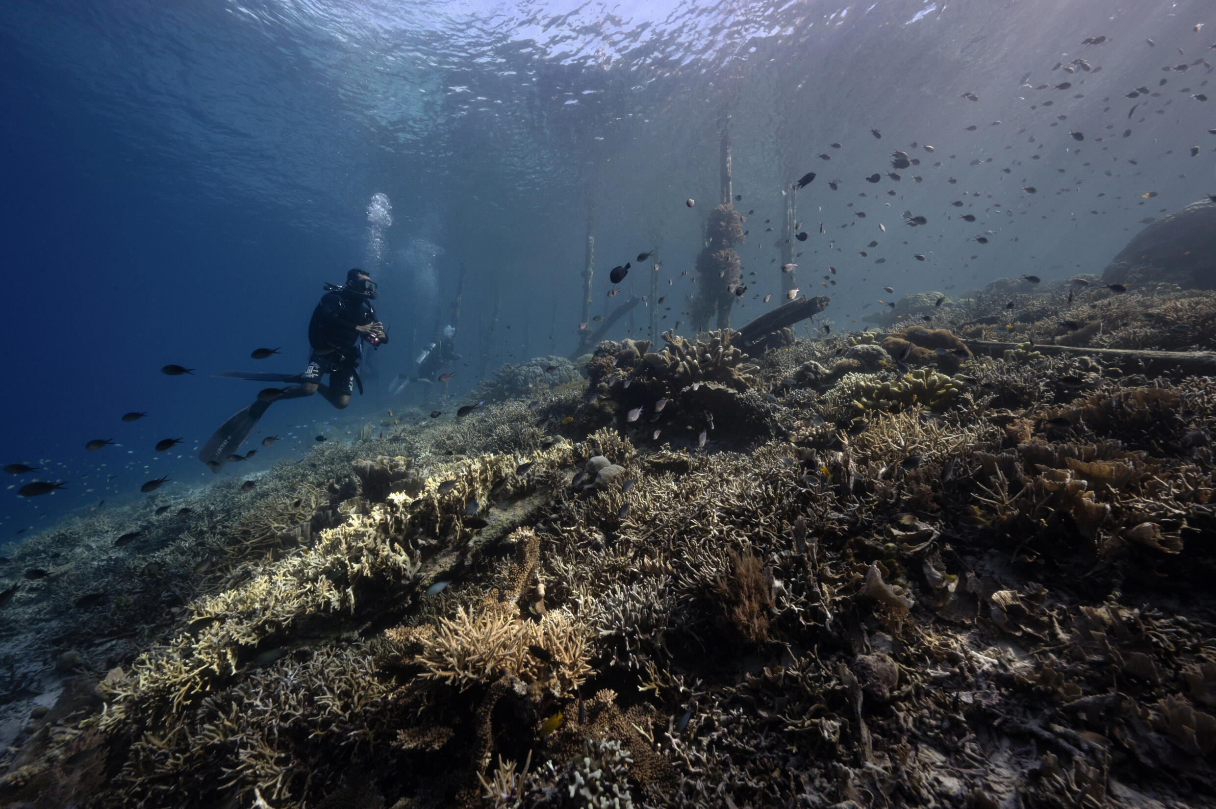 A a recreational diver swimming past corals with signs of bleaching in the waters of Raja Ampat Regency in east Indonesia's West Papua region