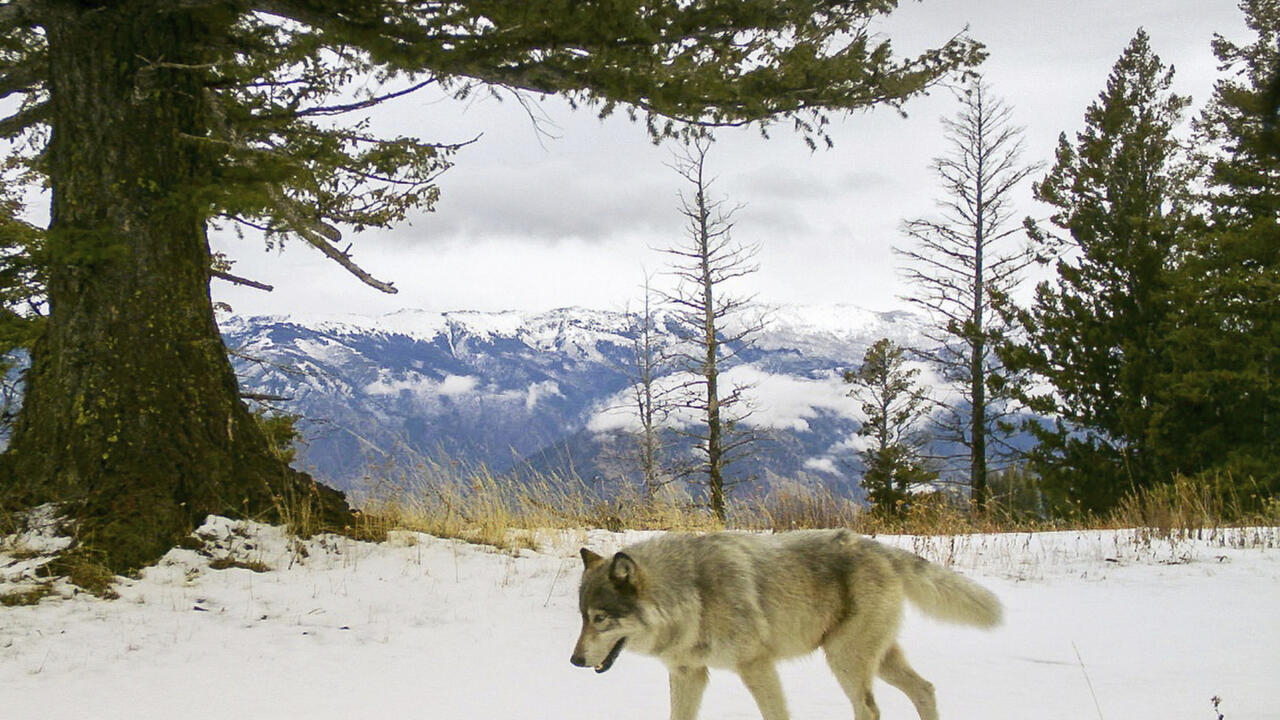 Rock music and Scarlett Johansson are helping to protect cattle from wolves