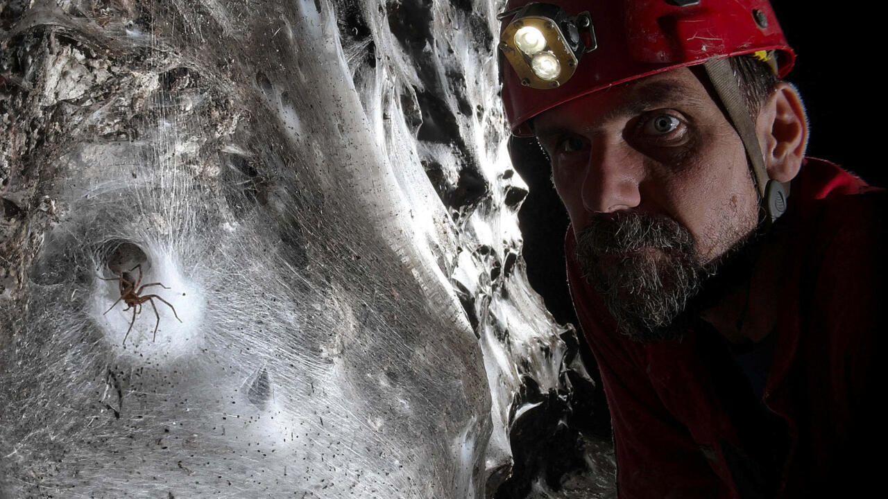 The Bright Side: Giant web discovery reveals 'constant party' life of cohabiting spider species