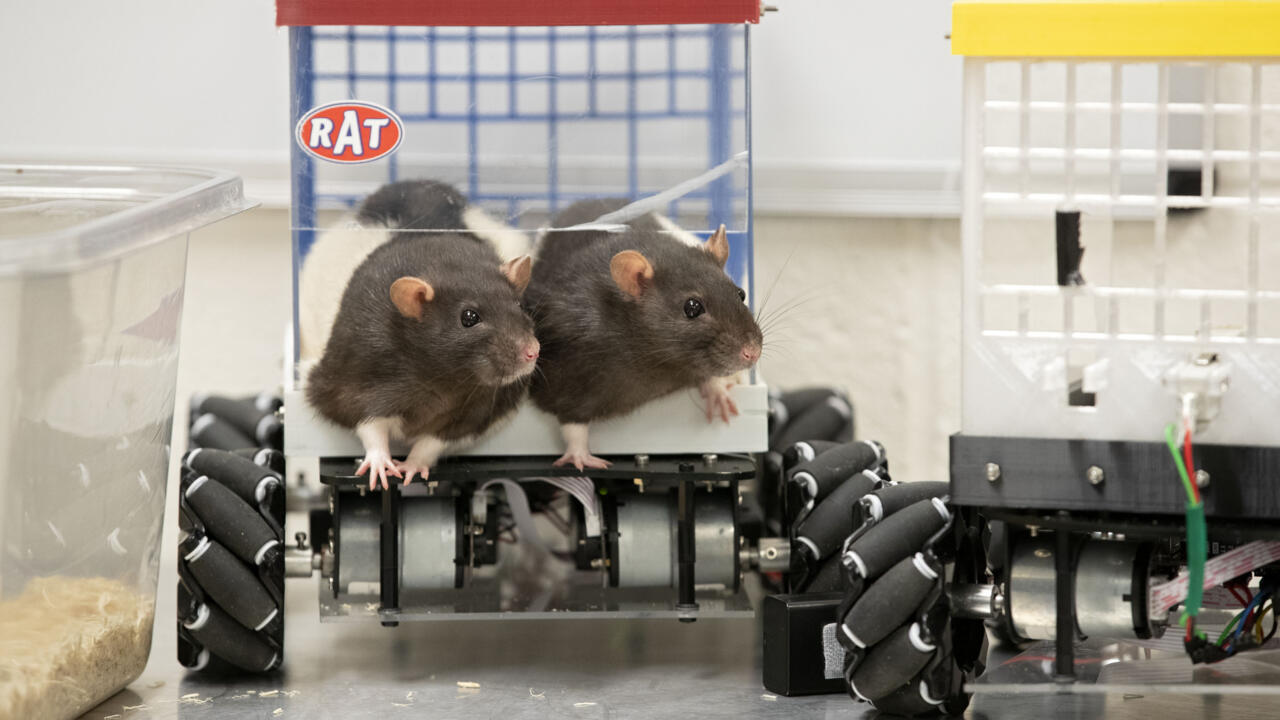 Music rats also react to a good tempo, reveals a Japanese study