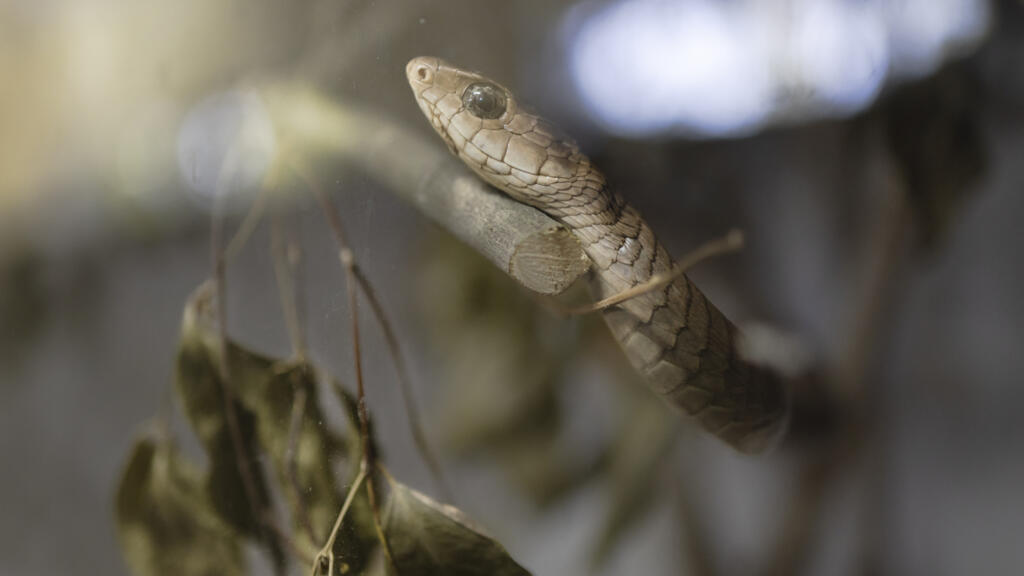 In Bangladesh, snake bite fears return with the monsoon