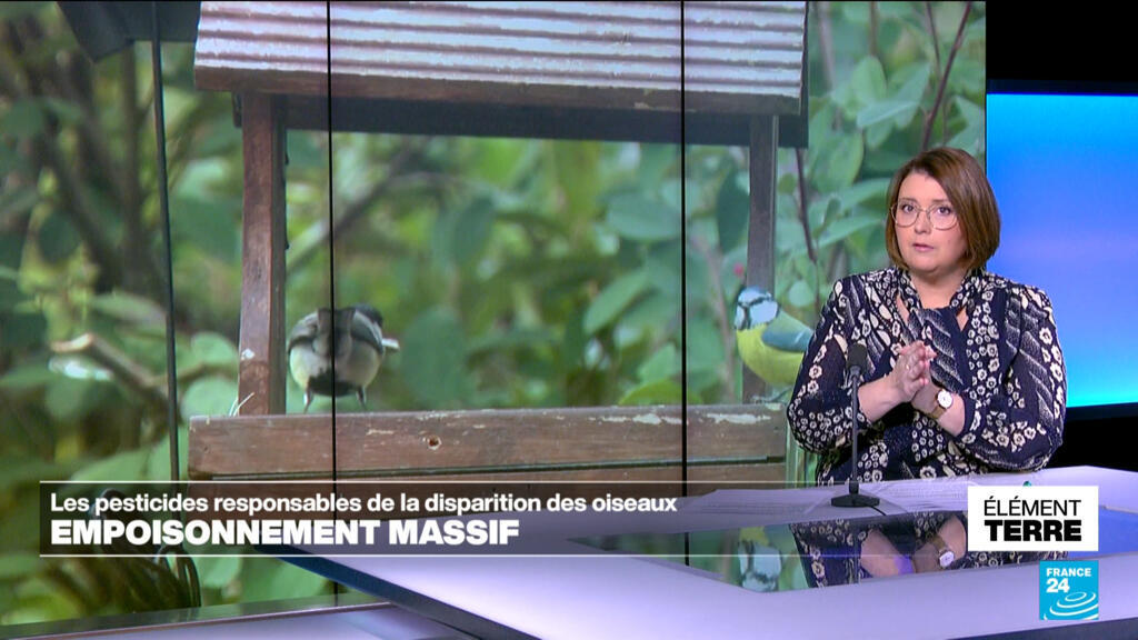 Les pesticides, premiers responsables de l'effondrement des populations d'oiseaux