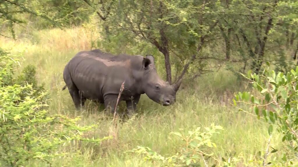 “حملة نهضة وحيد القرن”: جنوب أفريقيا تكثف حربها ضد الصيادين غير القانونيين