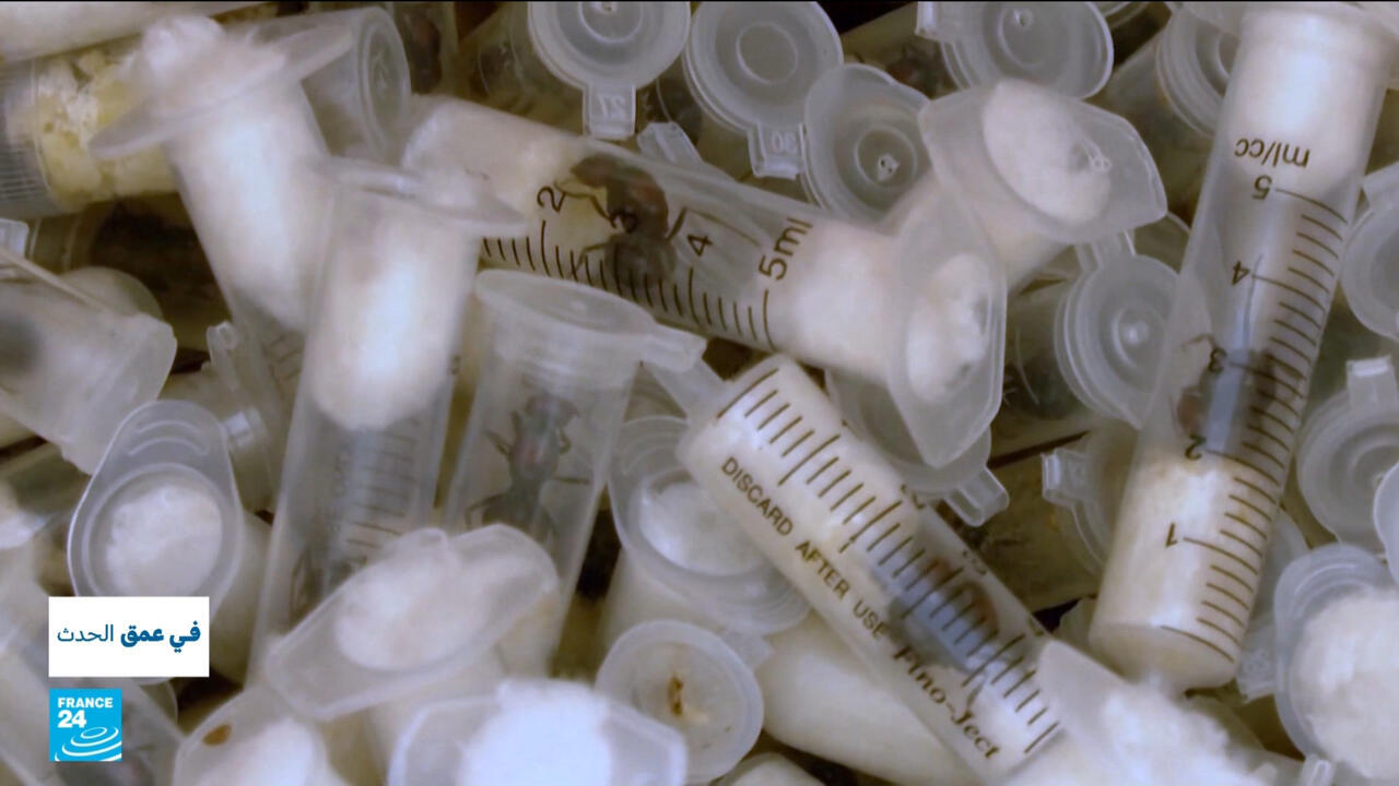 تجارة الحشرات المنزلية تتحوّل إلى خطر بيئي