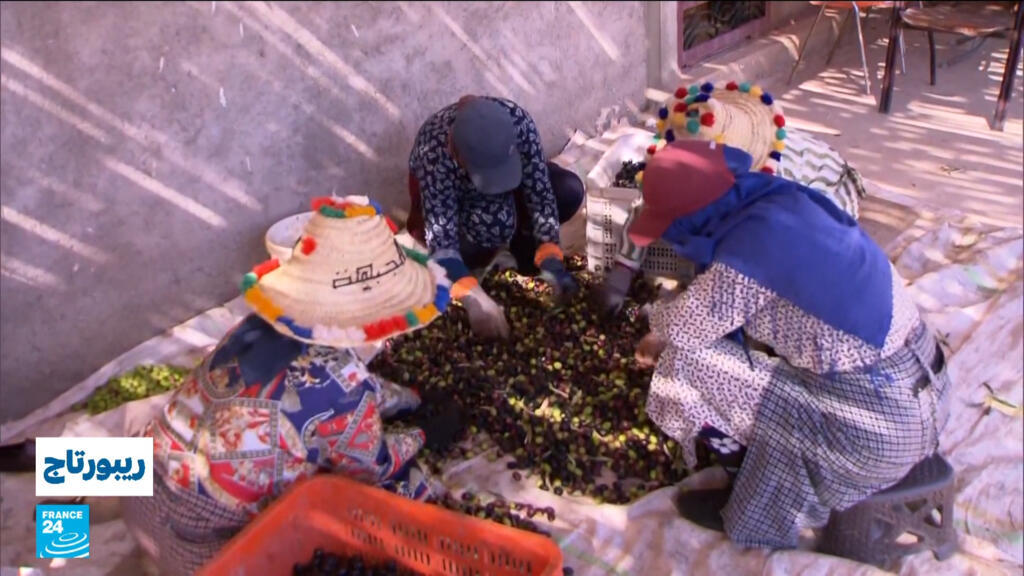 موسم جني الزيتون في منطقة الدريوش المغربية.. عرس فلاحي وتقاليد متوارثة