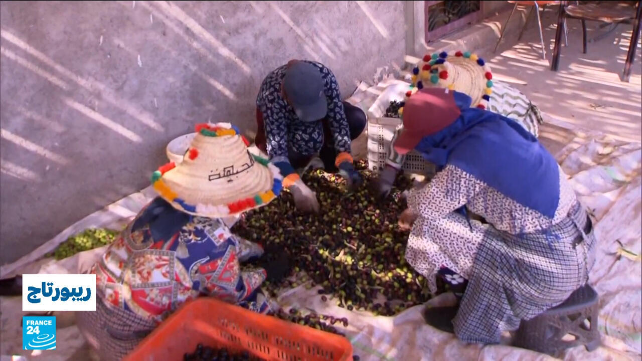 موسم جني الزيتون في منطقة الدريوش المغربية.. عرس فلاحي وتقاليد متوارثة