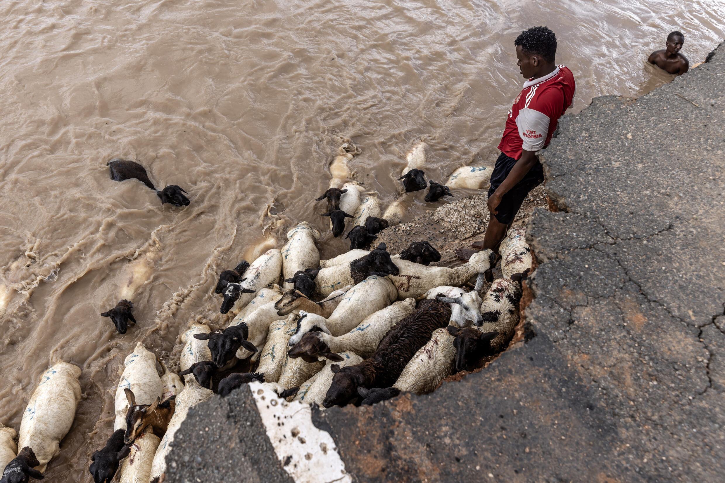Des bergers aident leurs chèvres à traverser une zone inondée près d'une route détruite par des crues soudaines à Maalimin, au Kenya, le 21 novembre 2023.