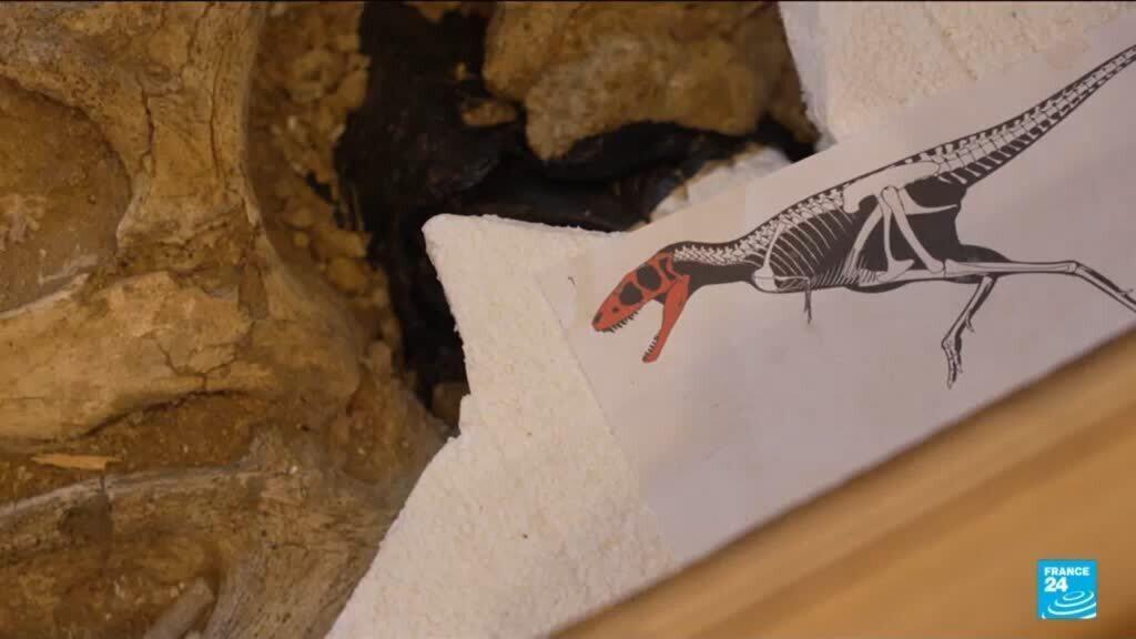 La France va restituer un tarbosaurus baatar à la Mongolie