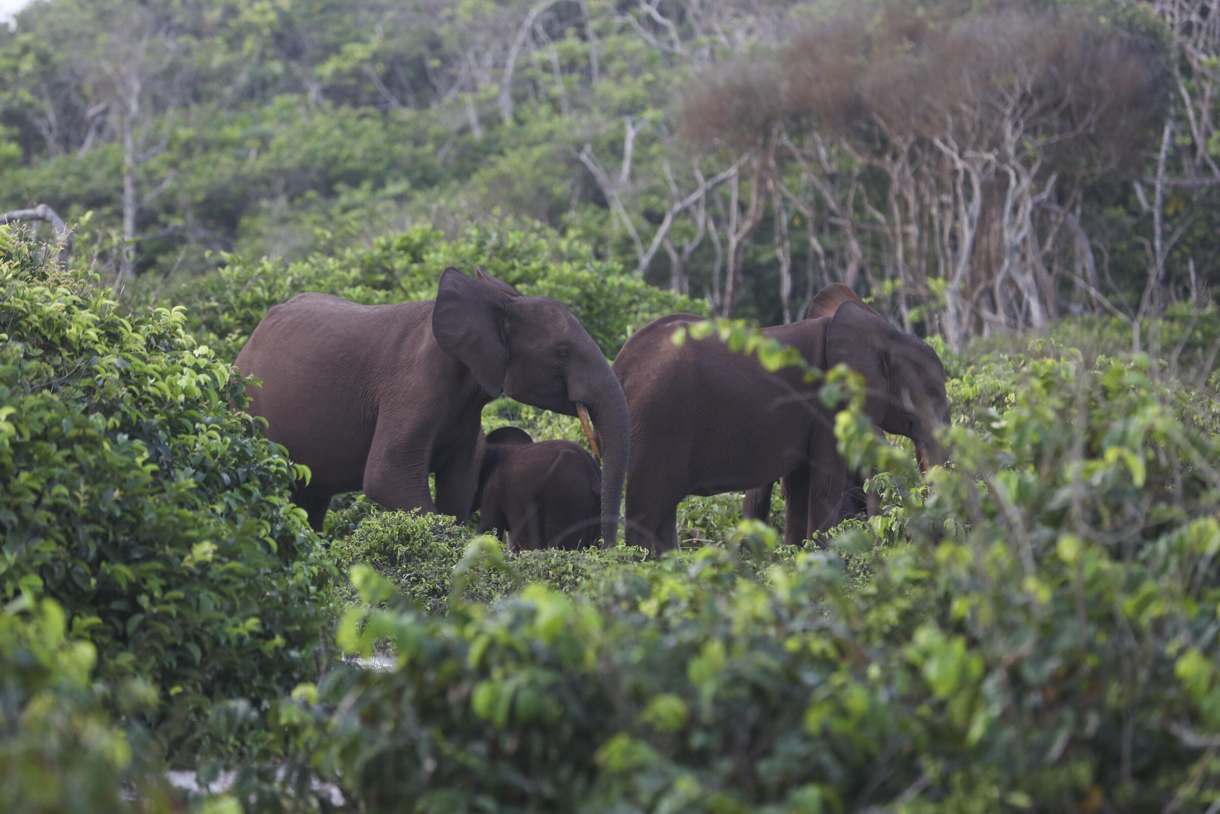 Alors que les fruits de la forêt tropicale déclinent en raison du changement climatique, les éléphants quittent la forêt à la recherche de nourriture.