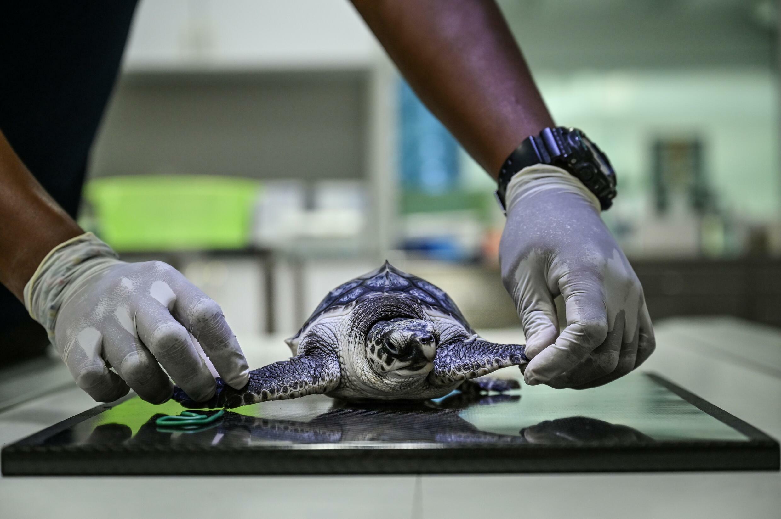 Sea turtles return to Thailand's shores during pandemic