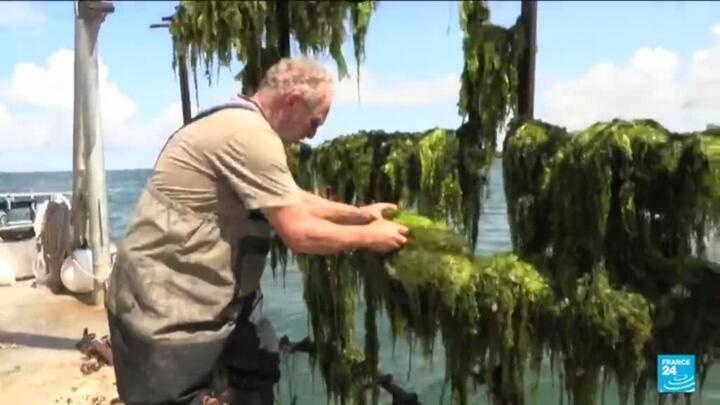 France: Green algea threatens the oyster industry in Brittany