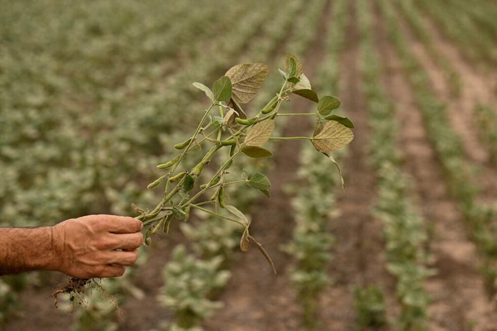 Plantas de soja afectadas por la sequía y las altas temperaturas en un campo en Baradero, provincia de Buenos Aires, el 30 de marzo de 2023.